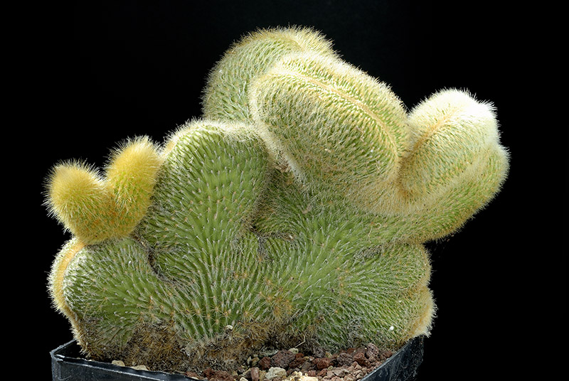 Cleistrocactus schattatianus crest. D. 28 € 50.00.jpg